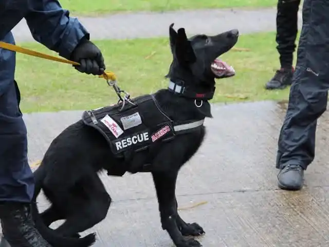 Despedida a una heroína de cuatro patas: el adiós a Olivia, perra rescatista de la Brigada K9