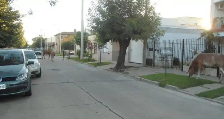 Proponen multas severas para los dueños  de caballos que circulan sueltos