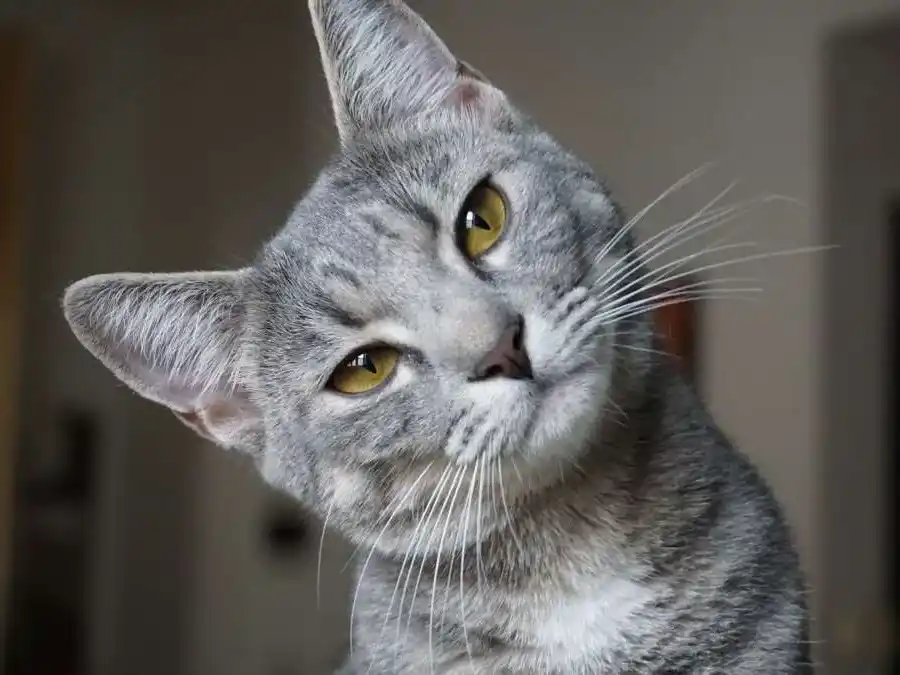 Dia Mundial del Gato: consejos para su cuidado y una tenencia responsable