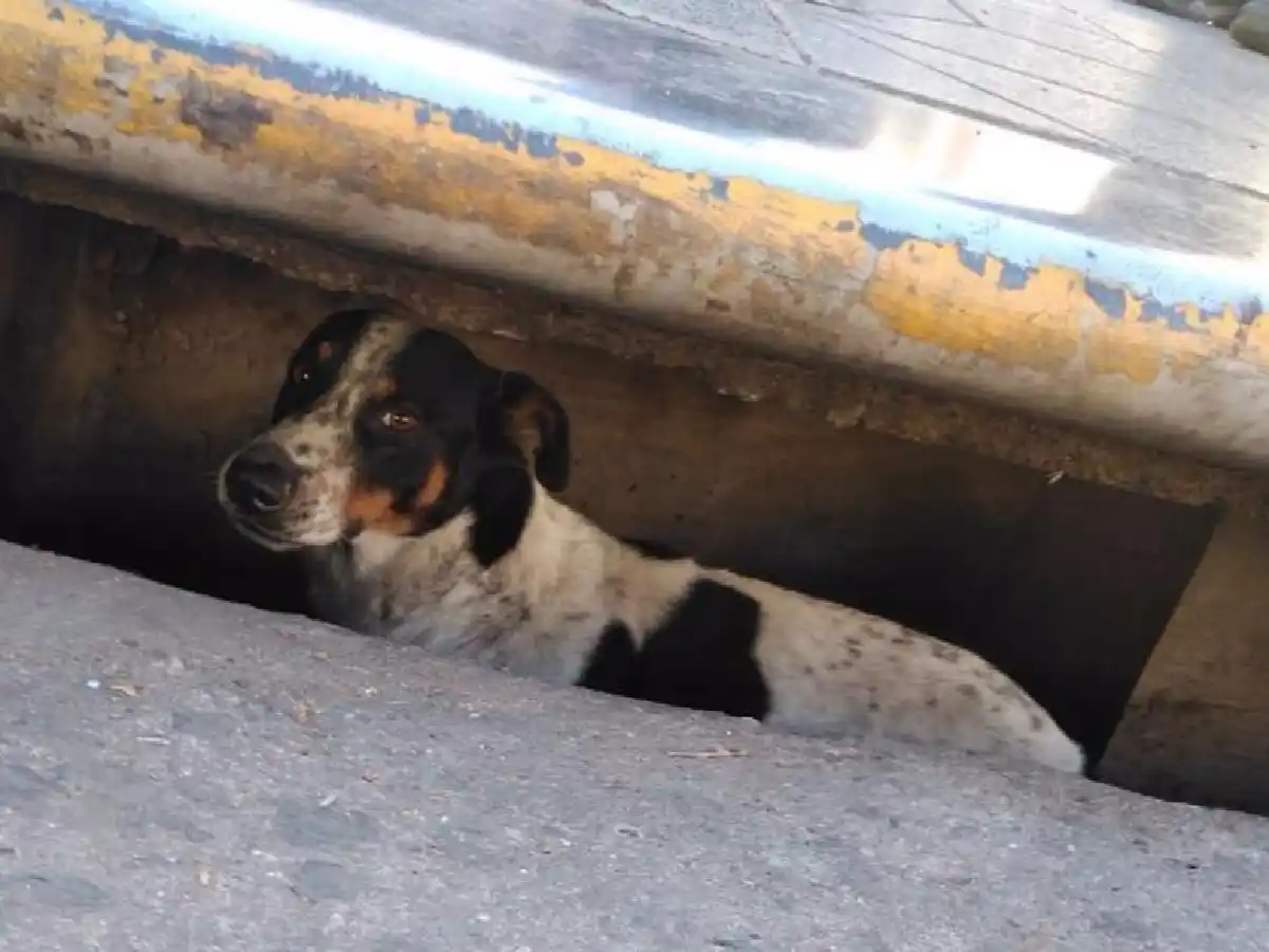 [VIDEO] Rescataron a un perro que pasó tres días atascado en un desagüe 