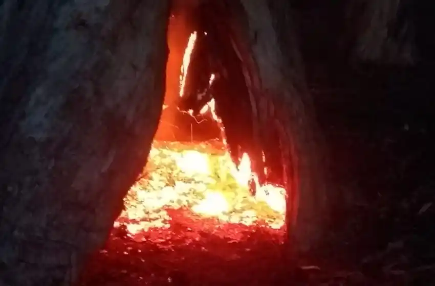 Video: se prendió fuego un árbol en Parque Camet