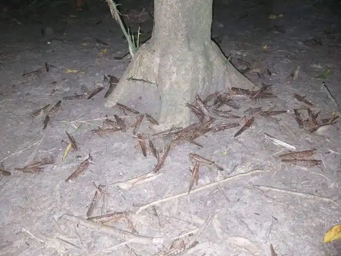 La manga de  langostas que pasa por  Entre Ríos �Sno es tan agresiva⬝