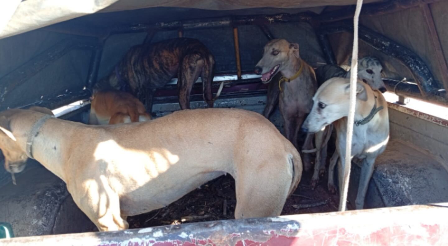 Rescataron 75 galgos usados para caza ilegal en Córdoba: hay 41 detenidos
