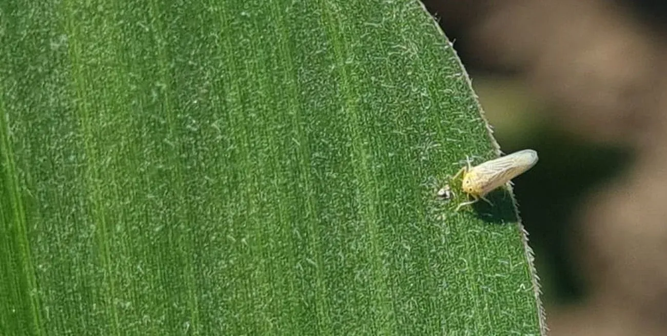 Durante el encuentro se analizó la reciente aprobación de insecticidas para chicharrita por parte de Senasa.