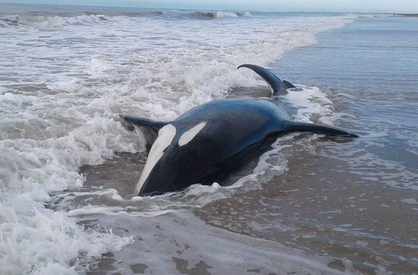 La Caleta: encontraron siete orcas encalladas