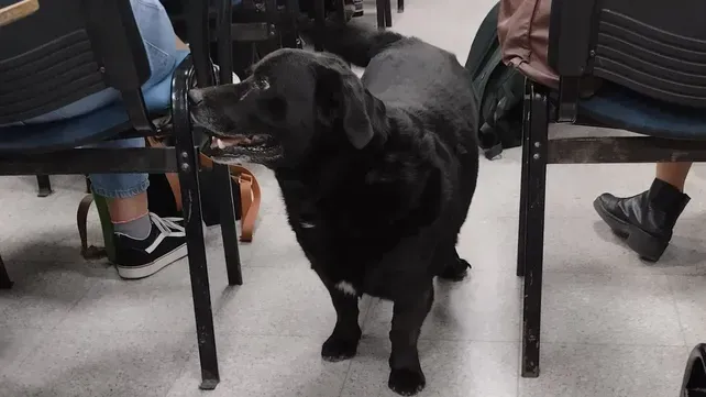 Caso Garrafa: condenaron al dueño del pitbull a pagar más de $1 millón y dar charlas educativas