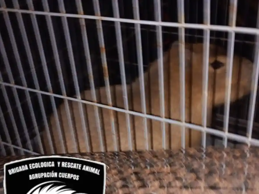 Cuidado, capibara suelto: rescataron a un carpincho en plena ruta 18