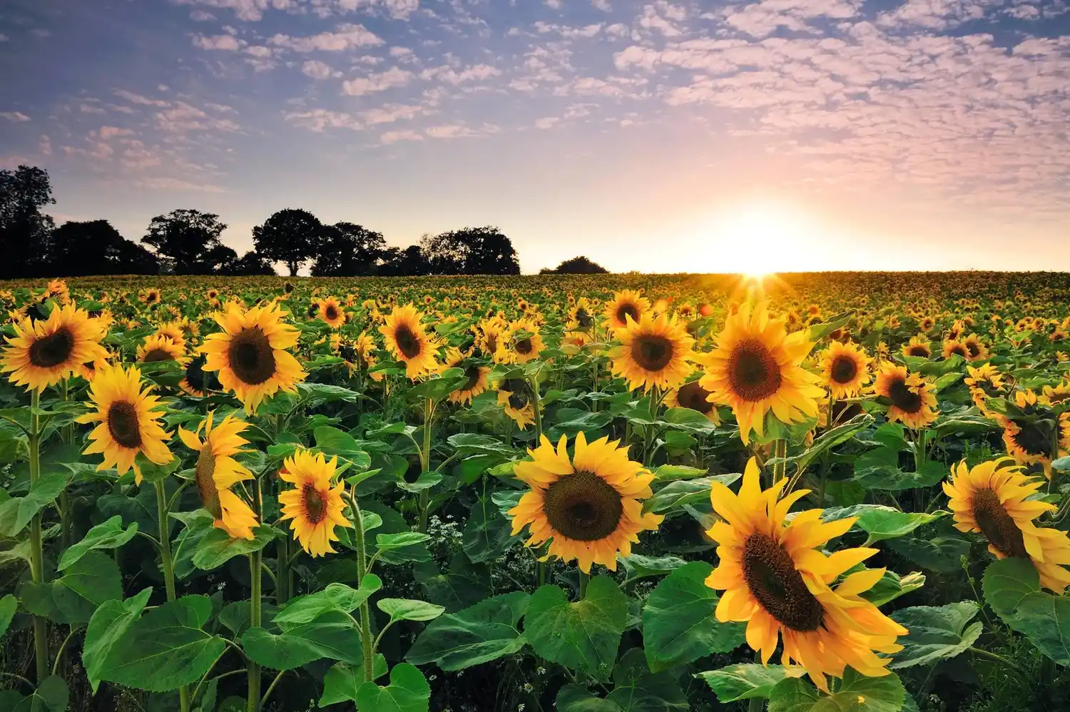 Declaran alerta fitosanitaria en todo el país por una plaga que afecta al girasol