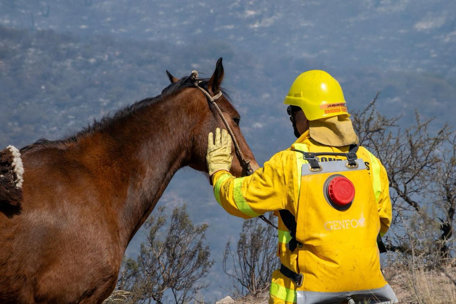 Bombero y caballo