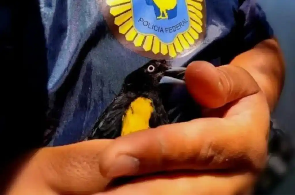 Concordia: rescataron 52 aves silvestres en condiciones de crueldad