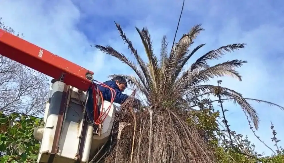 El Senasa descartó la presencia de Picudo rojo en Larroque y Urdinarrain