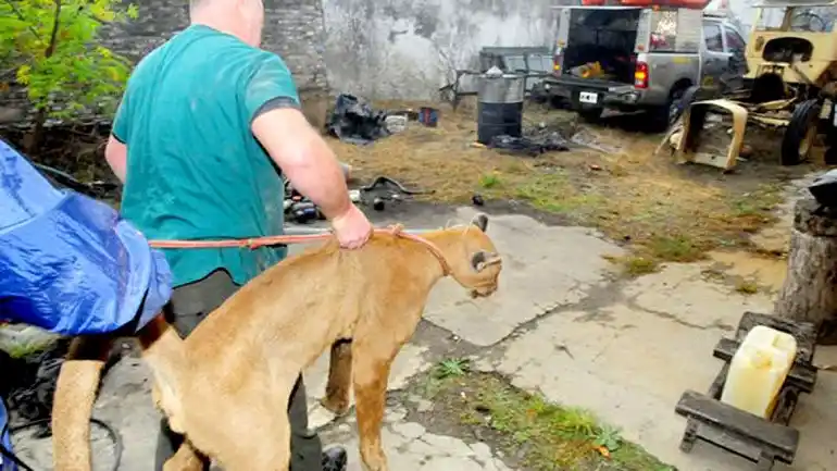 Un caniche toy alertó que había un puma en el jardín de la casa