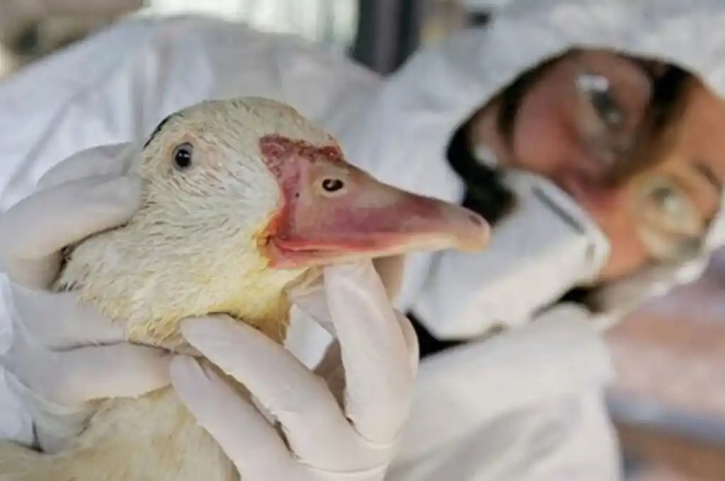 Gripe Aviar: confirmaron nuevos casos positivos en Buenos Aires, Neuquén y Chaco