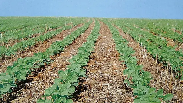 Sembrados de gruesa