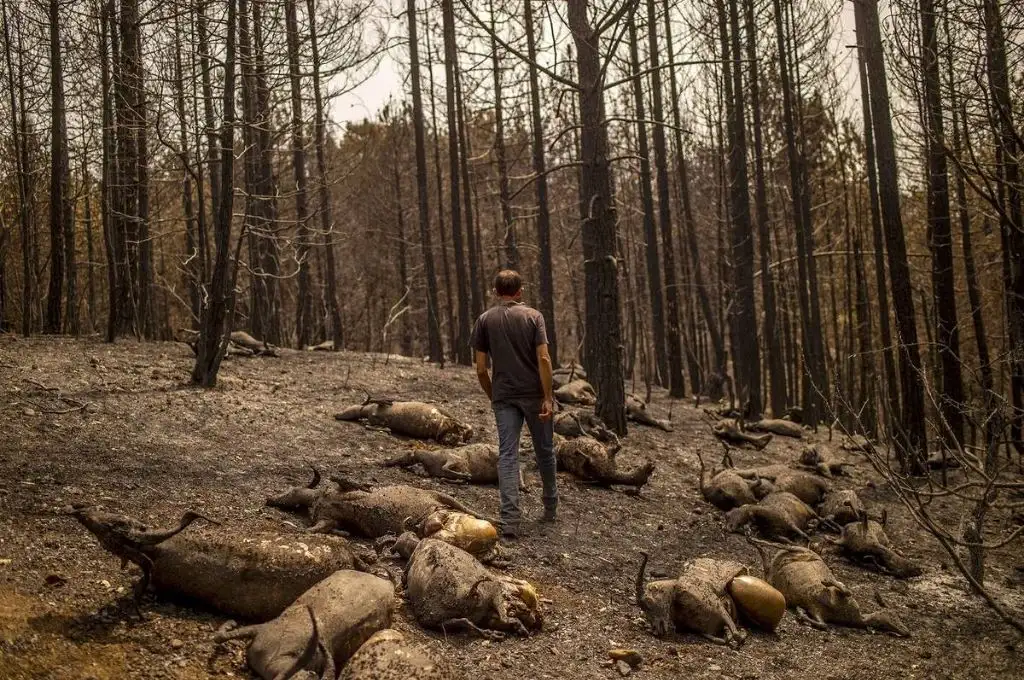 Incendios en Italia: deja cinco muertos y pone en riesgo sitios declarados patrimonio de la Unesco