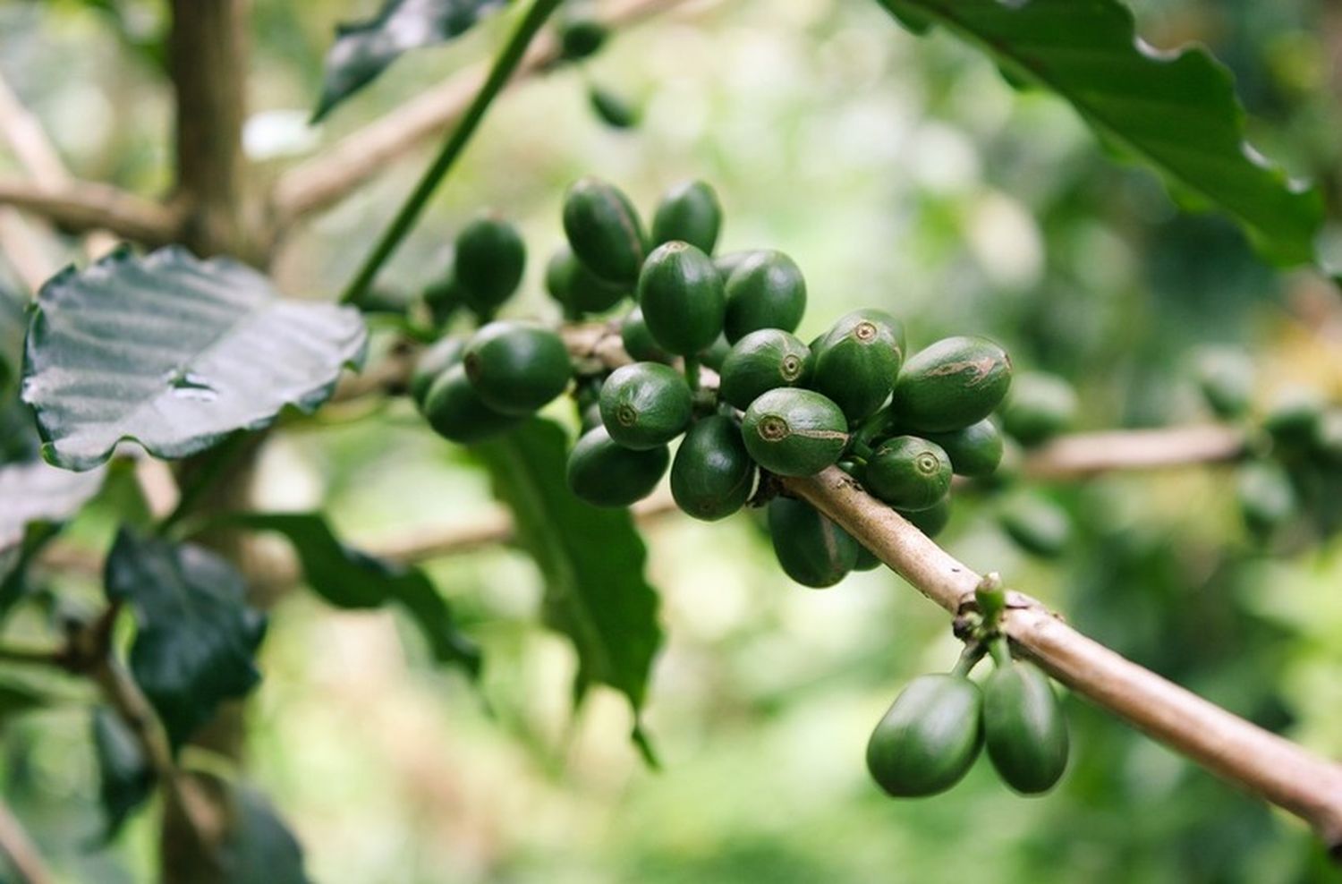 Las propiedades del Café verde para bajar de peso