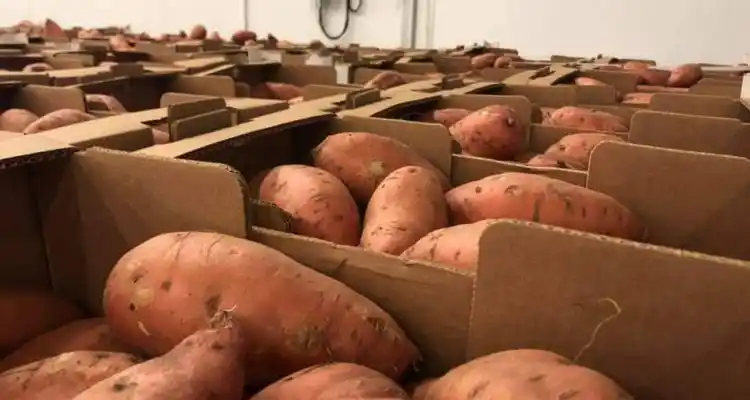 Las batatas sampedrinas llegaron a Inglaterra