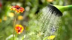 Cómo regar tus plantas de forma eficiente cuando hace calor