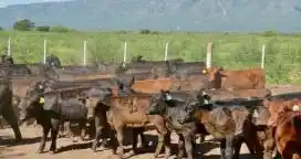 Los destetes en el año habrían sido los más altos de la historia