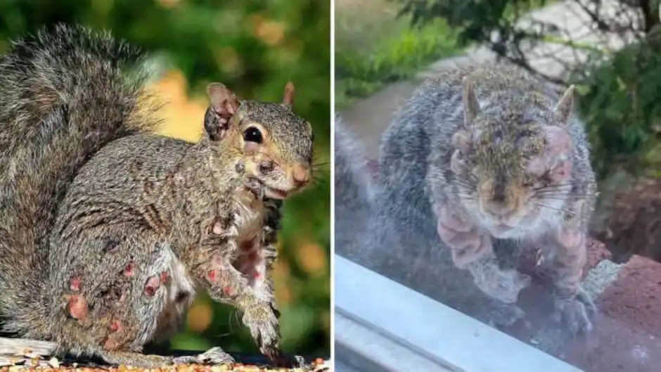 Tras los conejos con tentáculos, ahora aparecen ardillas con extrañas verrugas