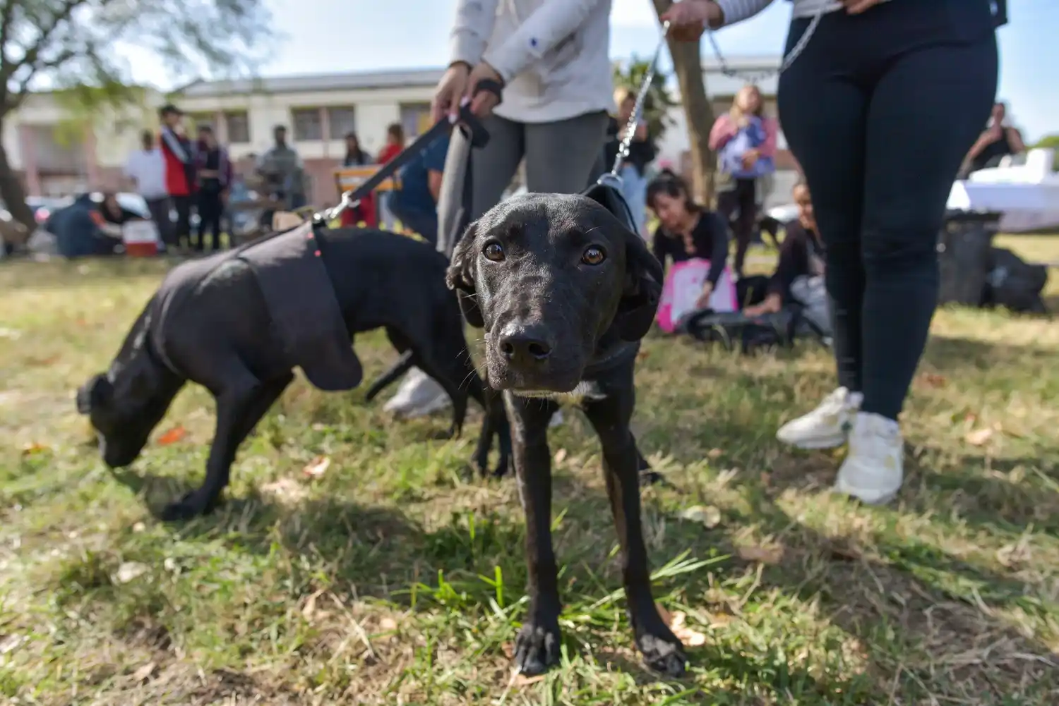 Las castraciones en todas las sedes se realizarán por orden de llegada y sin turno previo.