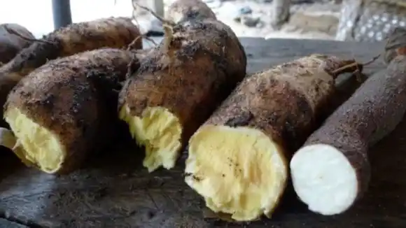 Niña de nueve años murió tras comer yuca amarga