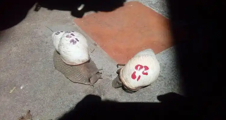 Caracol y su dueña  se reencontraron gracias a un #ReporteCiudadano