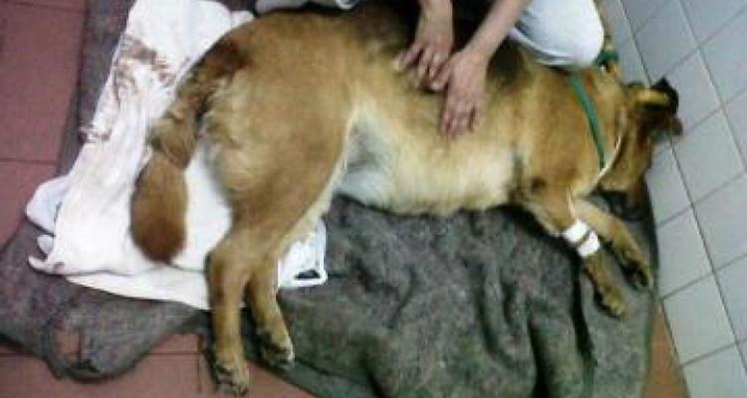 Marcha por  las mascotas envenenadas