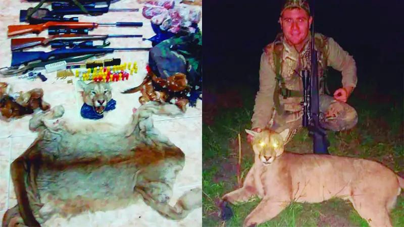 Deberá rendir cuentas ante la justicia el cazador del puma