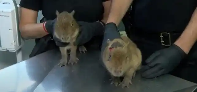 Salvaron a dos carpinchos bebé, uno de ellos herido, de una casa que ofrecía “milanesas de capibara”