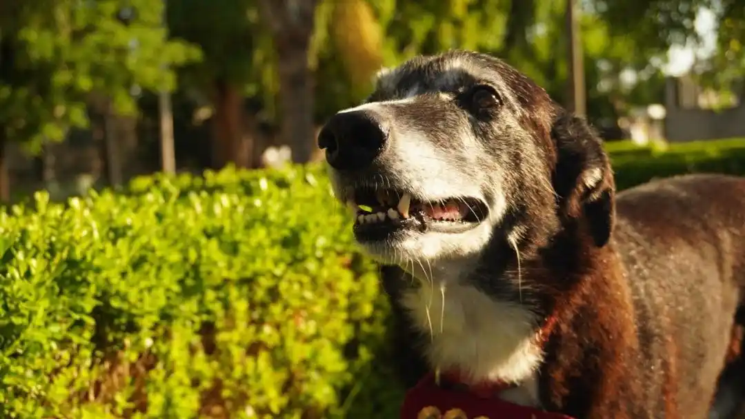 Los voluntarios despidieron a su querida mascota en redes.