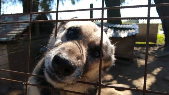 El Refugio San Pedro busca nuevos socios