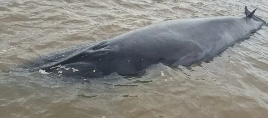 La ballena quedó varada en un banco de arena