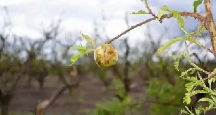 Pérdidas millonarias  y futuro oscuro para la producción tras la tormenta