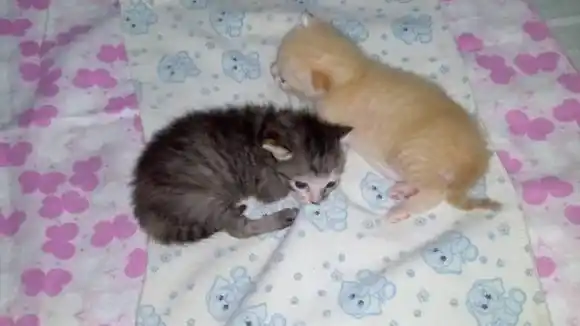 CRUELDAD INUSITADA: echaron agua caliente y lanzaron de un piso 11 a gata recién parida (+fotos y video)