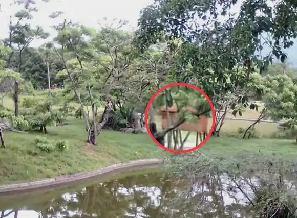 DENUNCIAN traslado de especies en peligro de extinción al Parque del Este