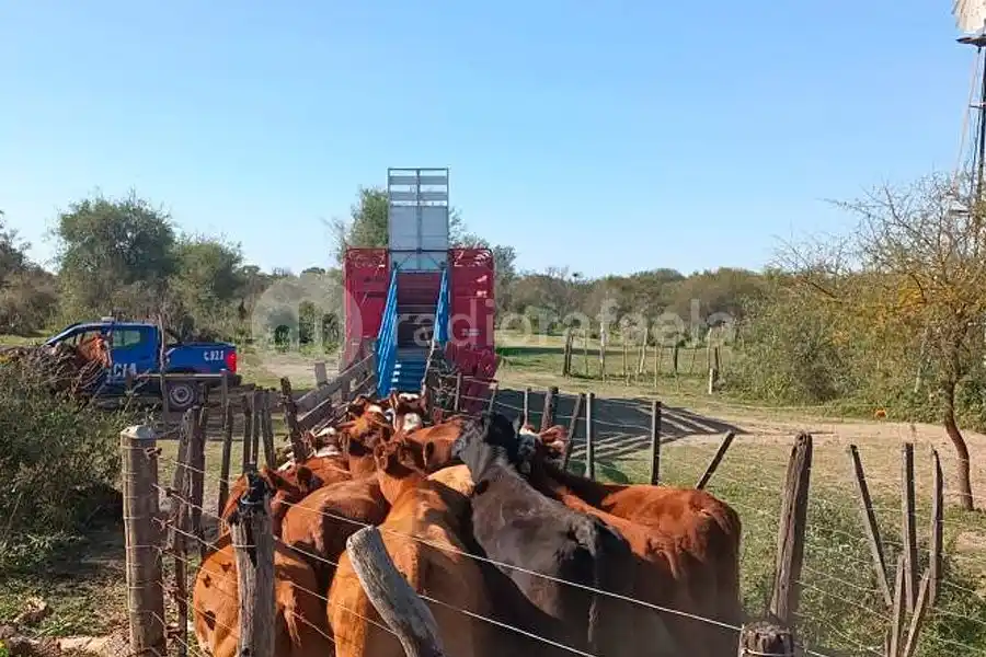 Esclarecieron un millonario caso de abigeato en la región
