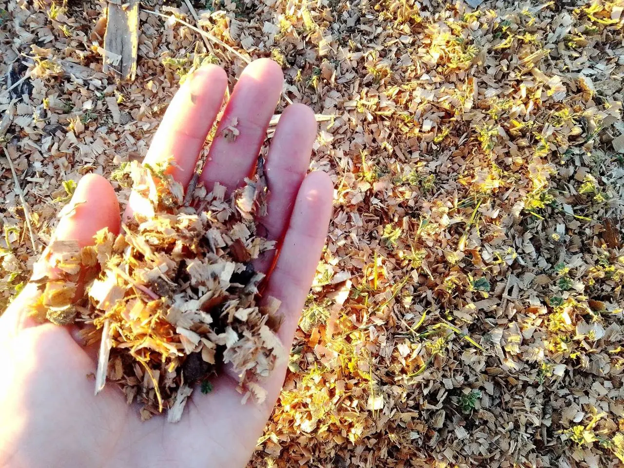 La Cafesg trabaja en la producción de compost con residuos forestales y avícolas