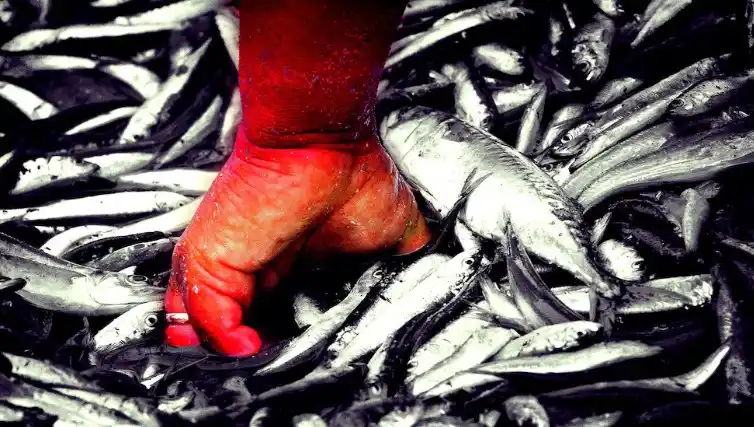 El sector pesquero reclamó por el efecto de las retenciones en la actividad