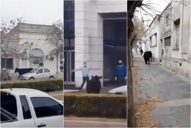 Video: Camión con ganado volcó en Tres Arroyos y aparecieron vacas sueltas en pleno casco céntrico