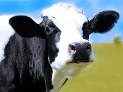 Intentó abusar una vaca y murió tras recibir una patada del animal