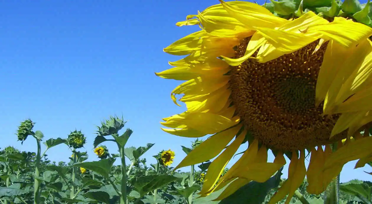 Buenas noticias: el girasol supera su marca histórica e impulsa al sector