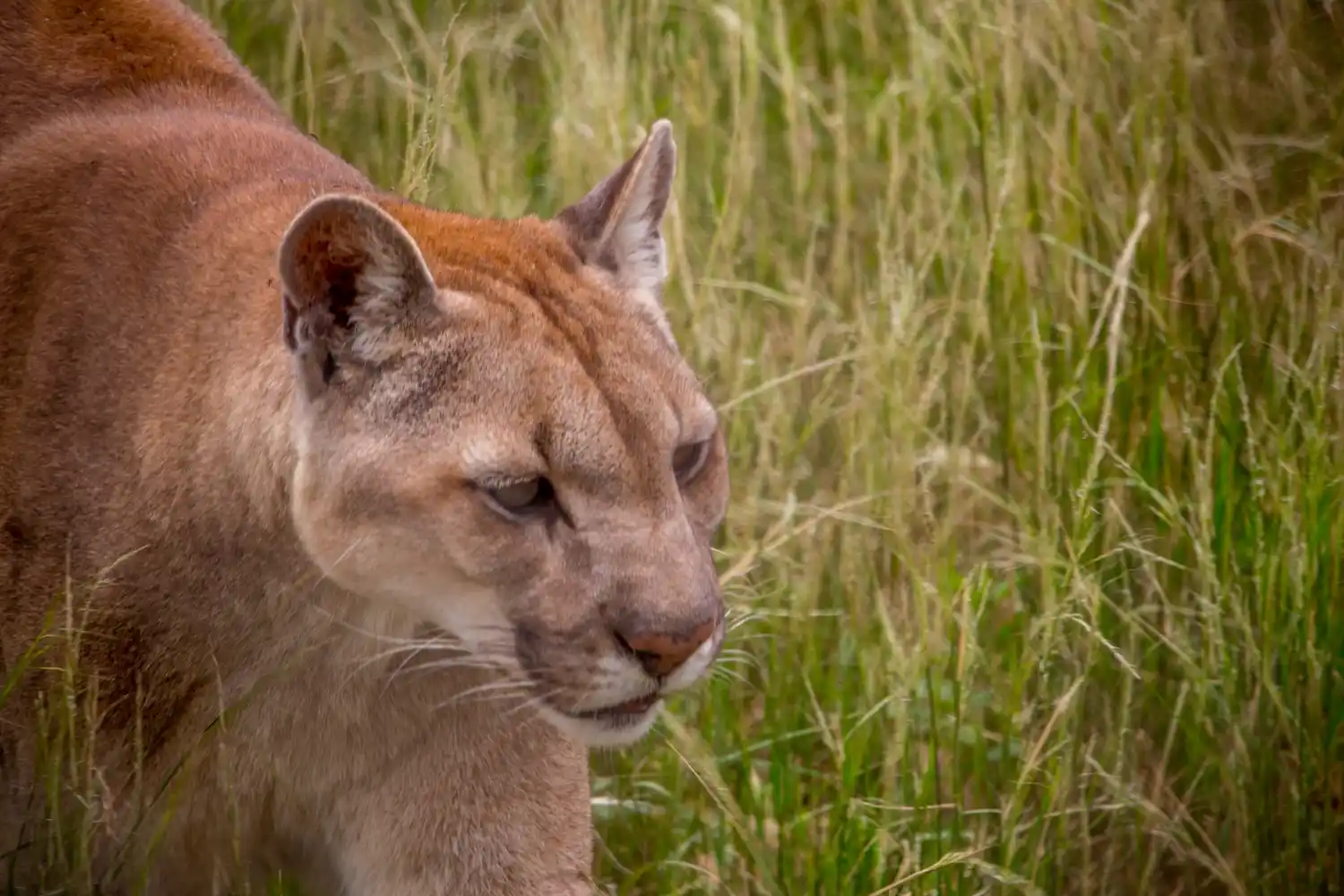 El destino de los pumas de Colón aún es incierto: Hicieron una inspección ocular