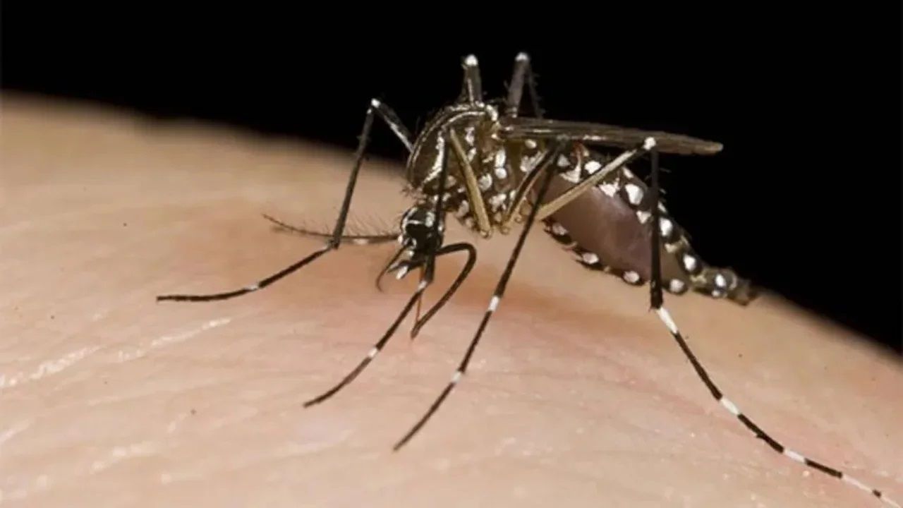 La Argentina rompió la barrera de los 230.000 casos de dengue