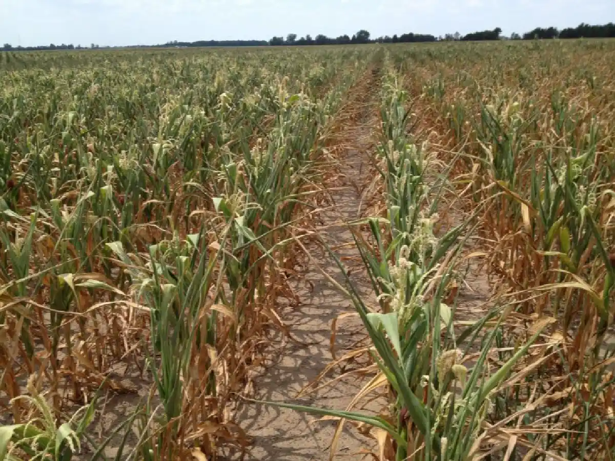 “La Niña” continuaría en verano podría afectar la campaña gruesa      