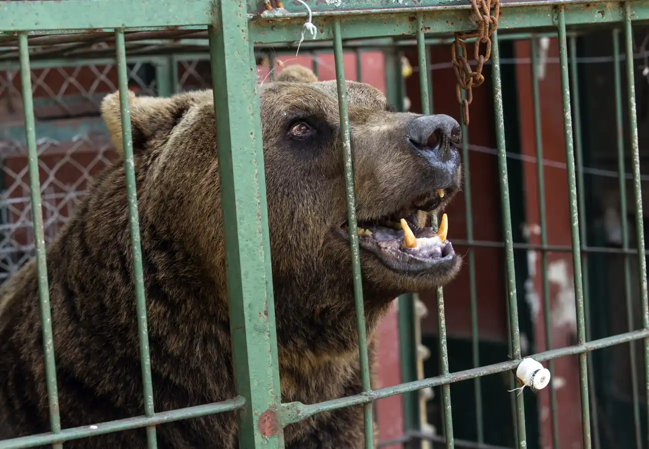 © CUATRO PATAS | Hristo Vladev