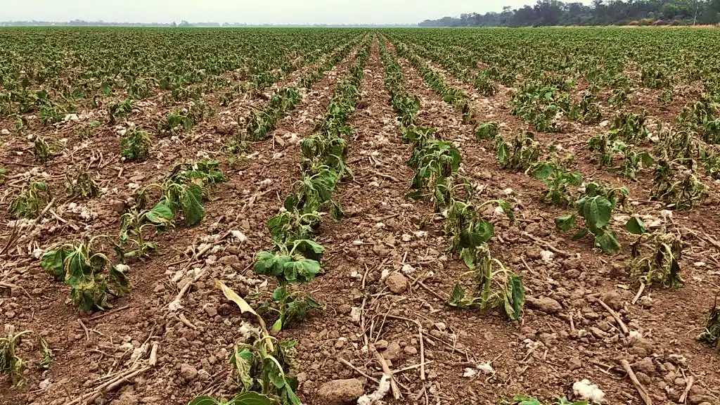 Por la sequía la cosecha de soja será una de las peores de los últimos 15 años