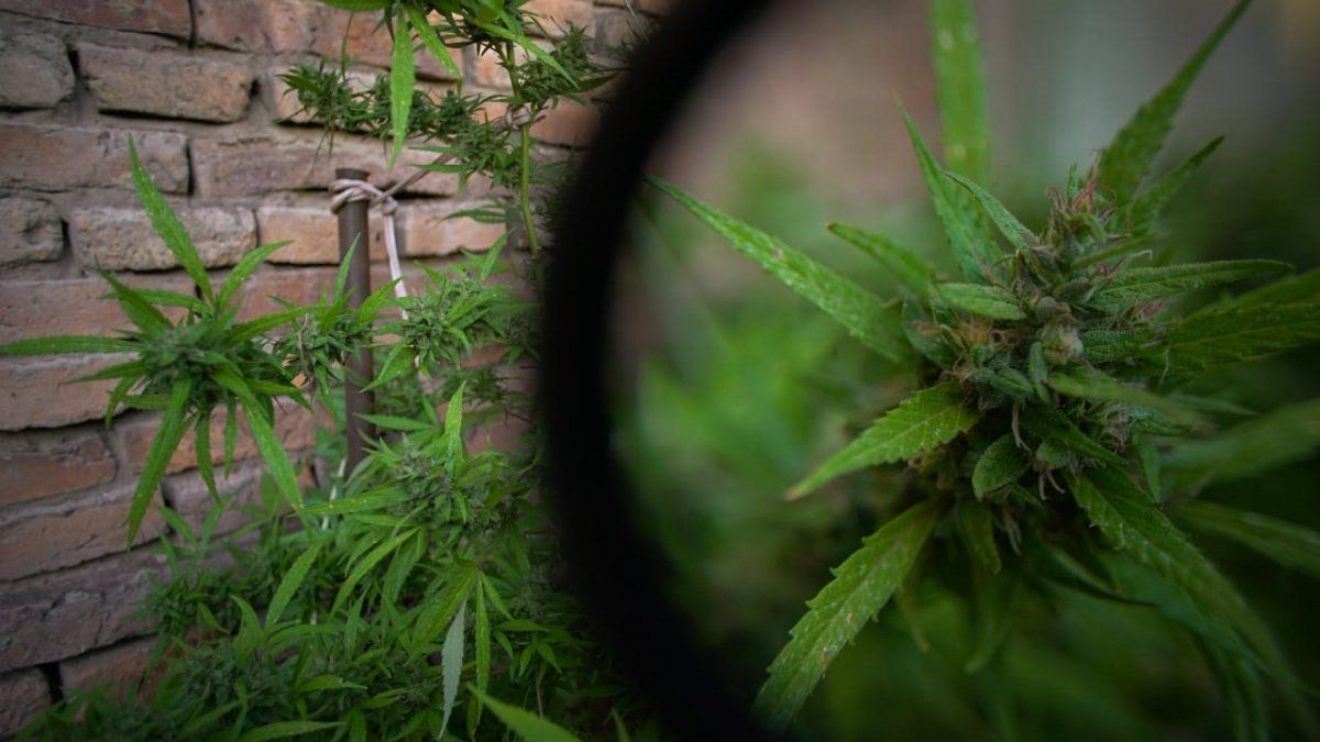 En marzo, se abrió el Registro del Programa Cannabis (Reprocann), pero todavía no brinda una solución a los cultivadores 
