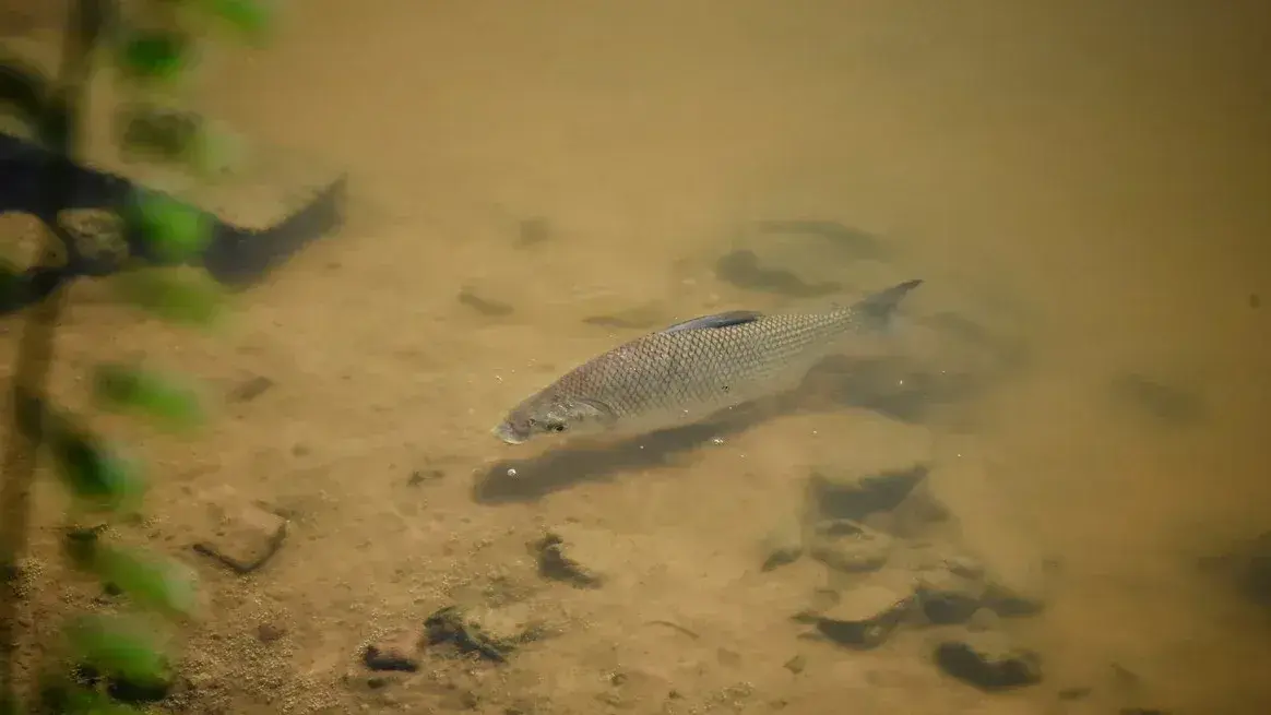 El lado positivo de El Niño: por qué las crecientes del río Paraná son claves para la biodiversidad