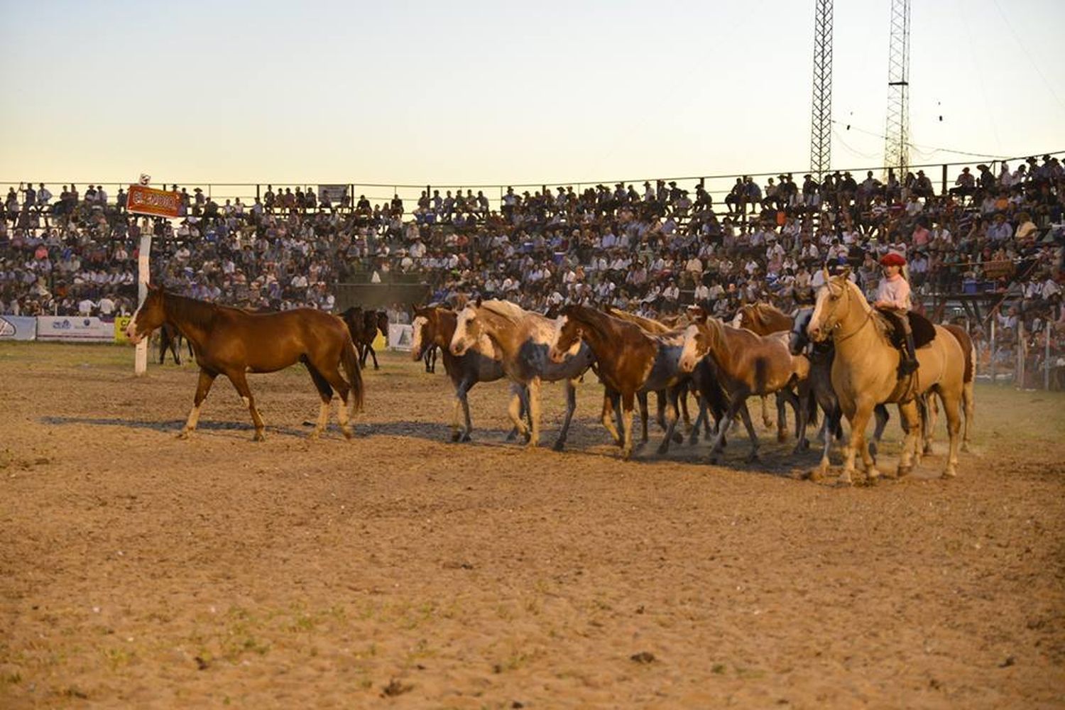 Equinos del festival de Diamante deberán estar vacunados contra encefalomielitis